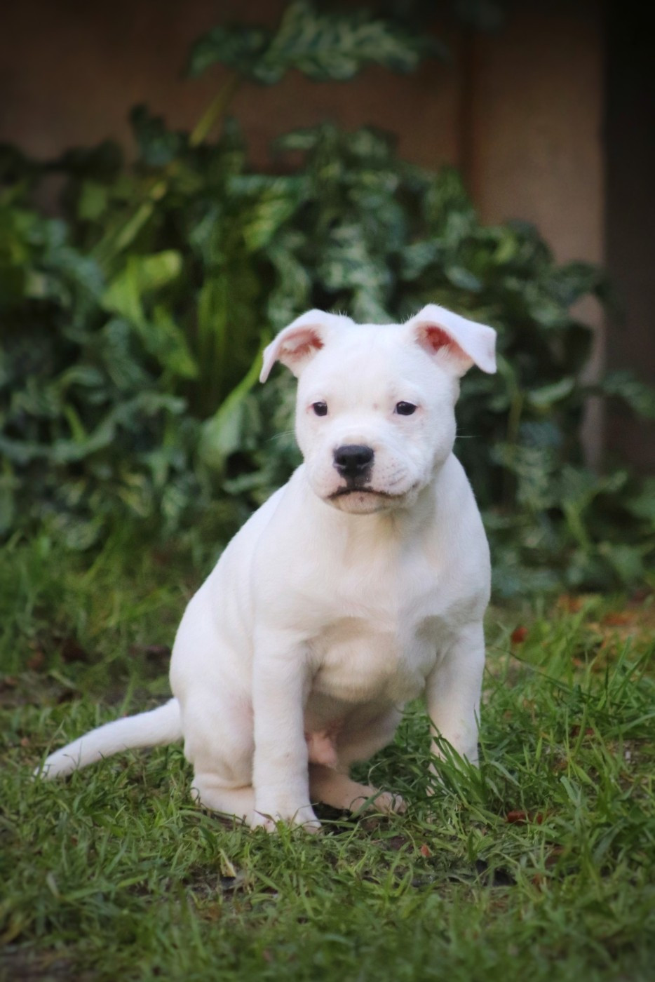 Apocalypse Ice Survivor Of Heart's Ghosts