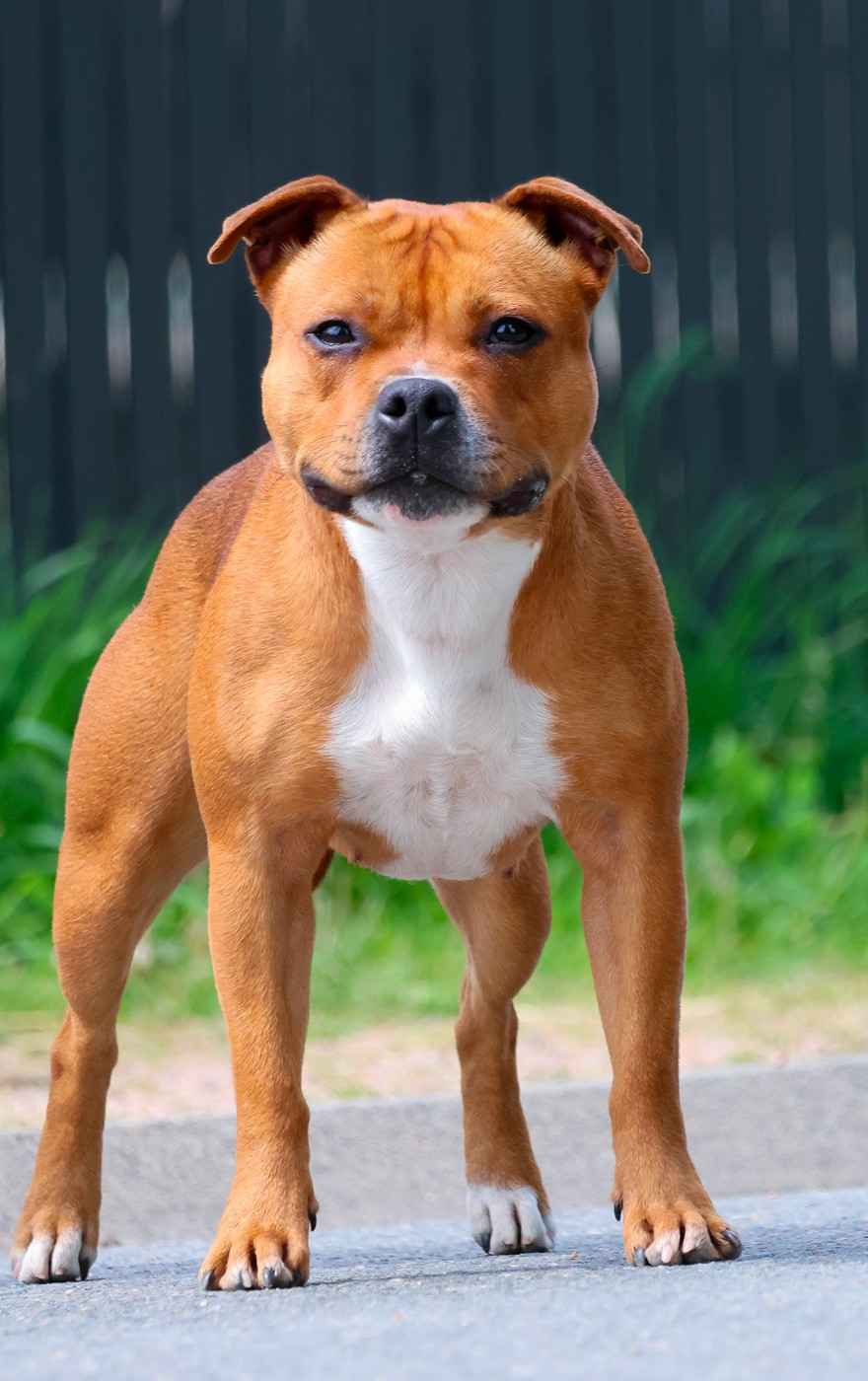 Valkyria Apocalypse House Of Warrior