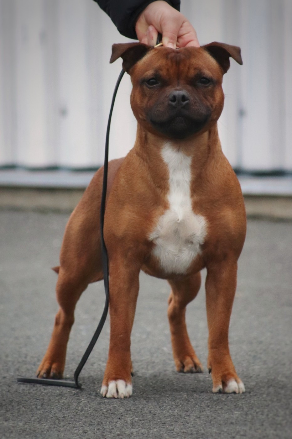 Chiots nés à la maison