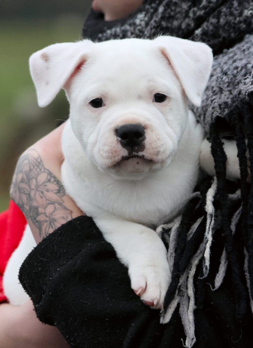 Of Heart's Ghosts - Chiots disponibles - Staffordshire Bull Terrier