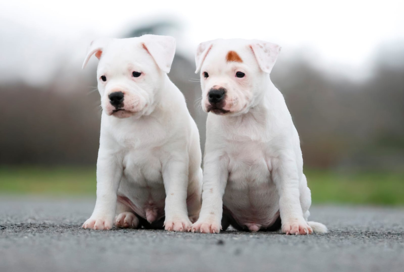 Chiot Staffordshire Bull Terrier Of Heart's Ghosts