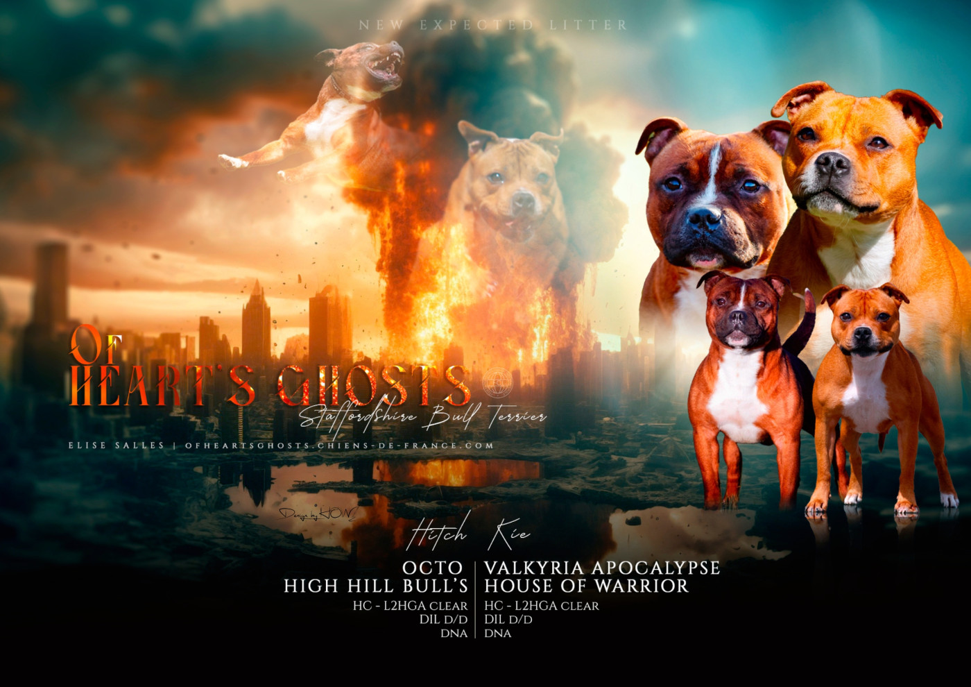 Of Heart's Ghosts - Staffordshire Bull Terrier - Portée née le 01/11/2025