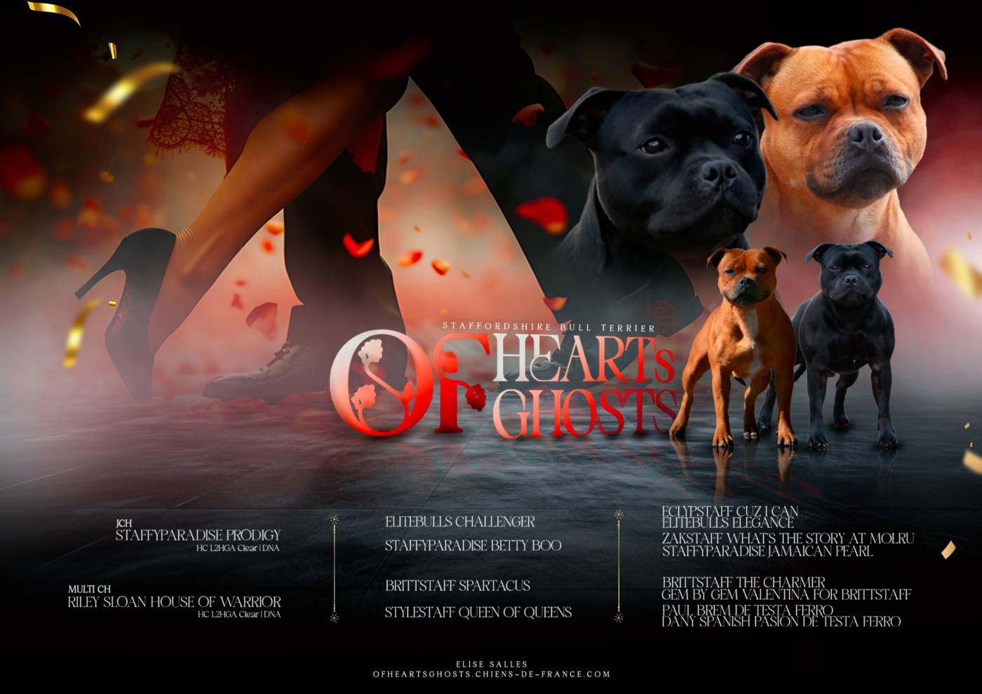 Of Heart's Ghosts - Staffordshire Bull Terrier - Portée née le 04/12/2024