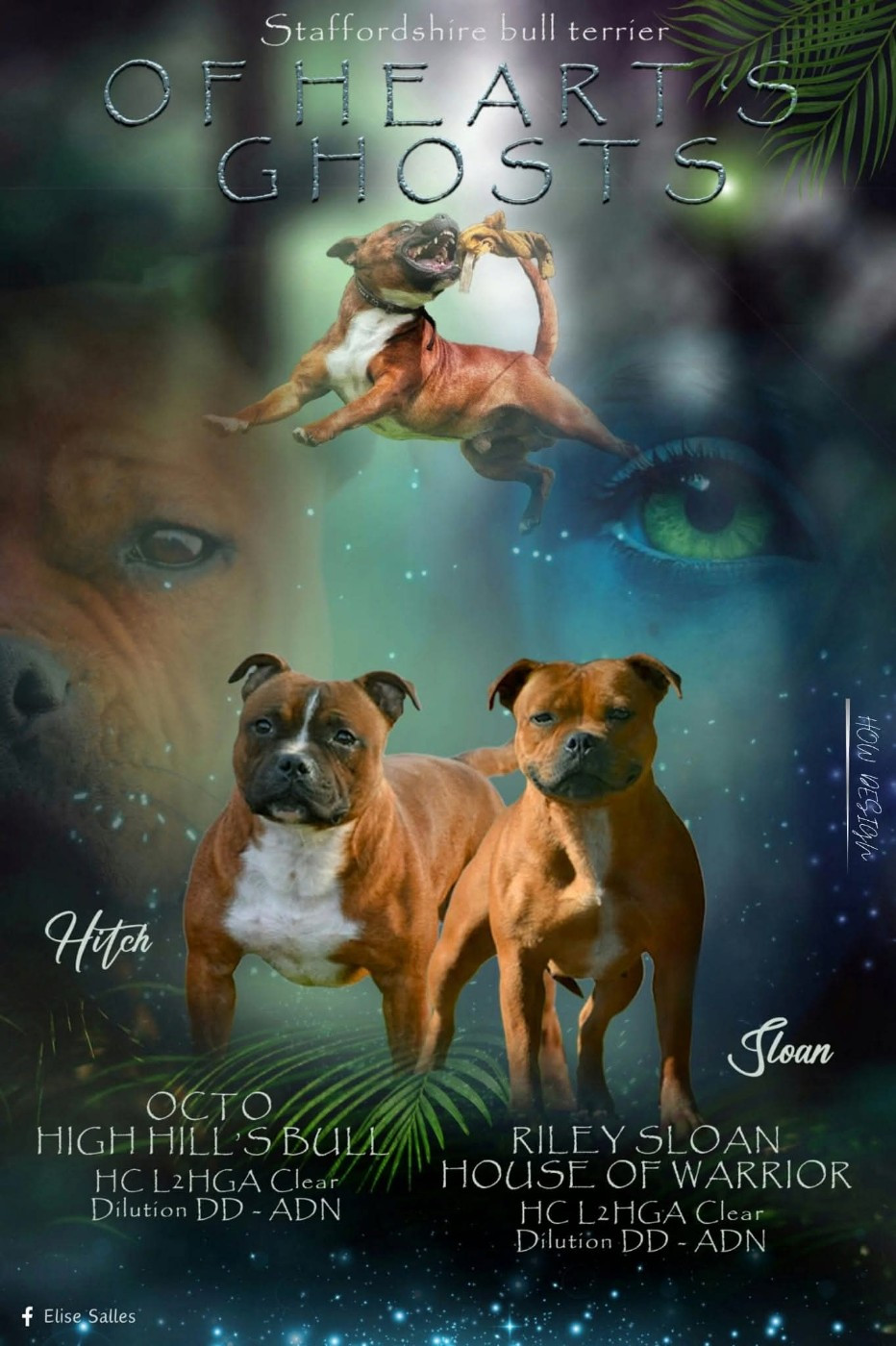 Of Heart's Ghosts - Staffordshire Bull Terrier - Portée née le 19/12/2023