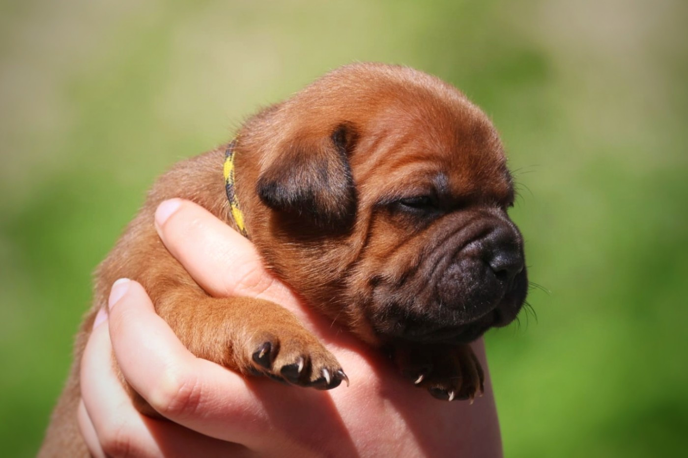 Of Heart's Ghosts - Chiots disponibles - Staffordshire Bull Terrier