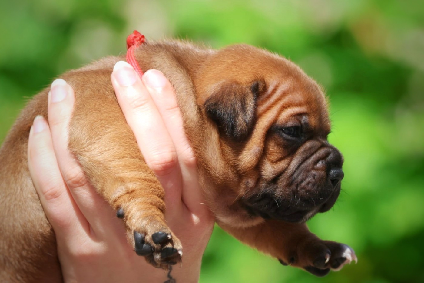 Of Heart's Ghosts - Chiots disponibles - Staffordshire Bull Terrier