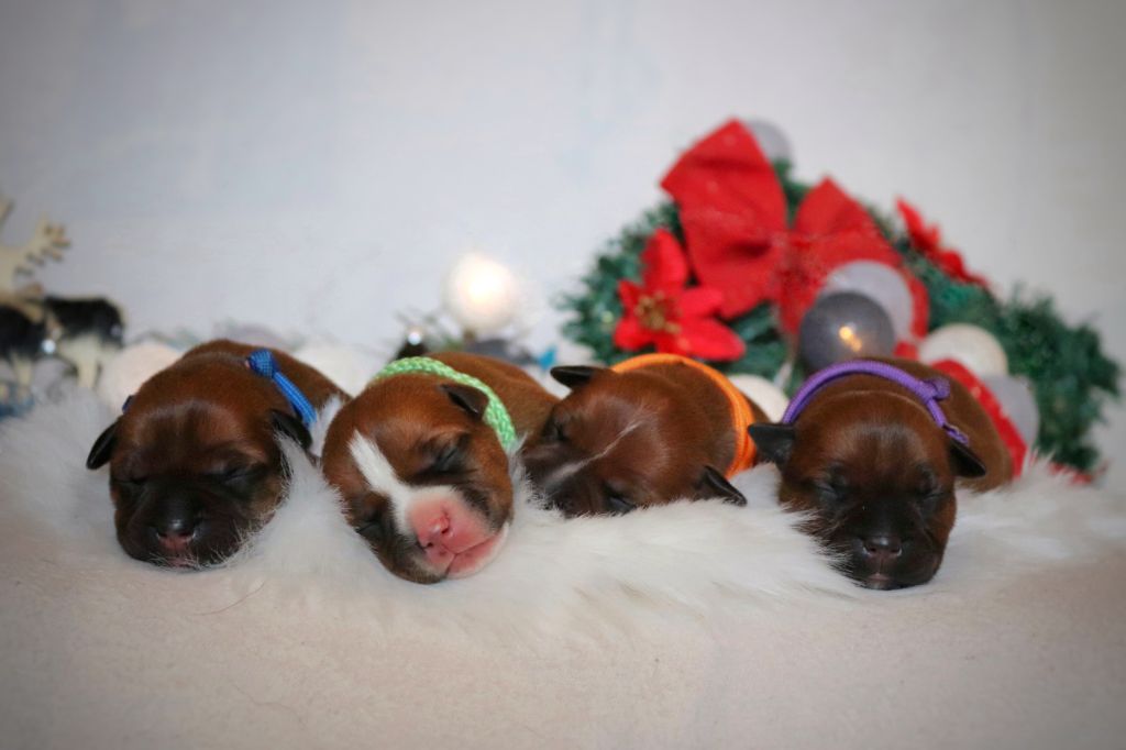 Of Heart's Ghosts - Staffordshire Bull Terrier - Portée née le 19/12/2023