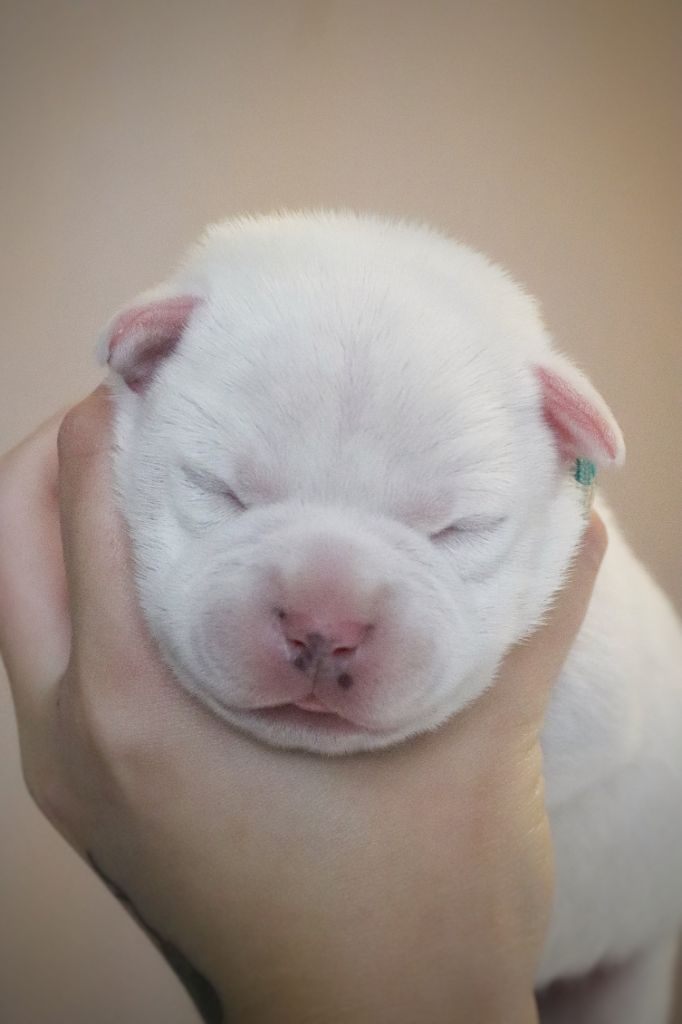 Of Heart's Ghosts - Chiots disponibles - Staffordshire Bull Terrier