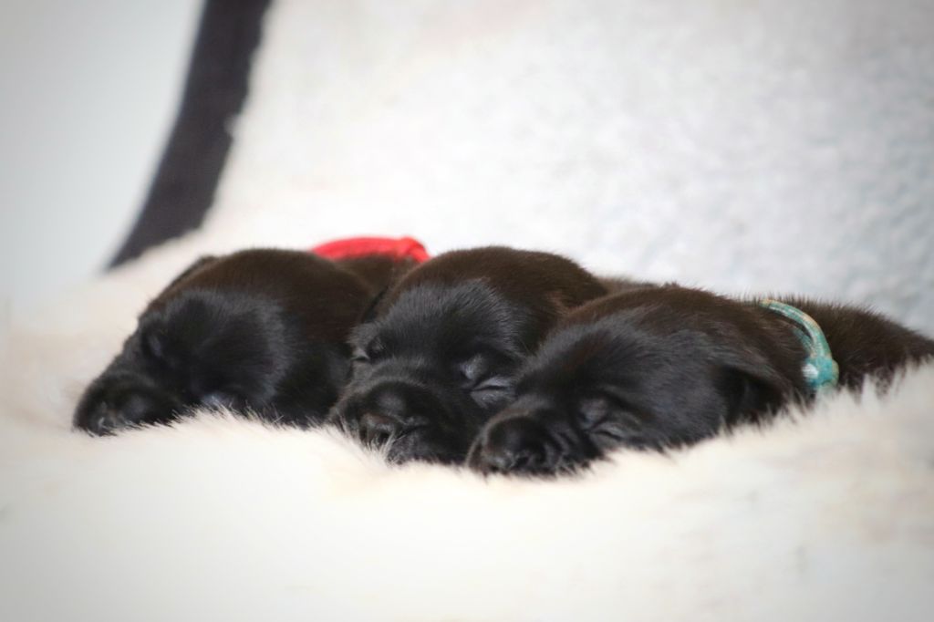 Of Heart's Ghosts - Staffordshire Bull Terrier - Portée née le 04/12/2024